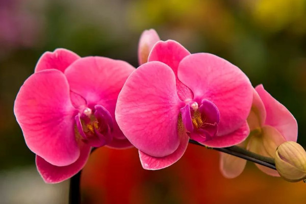 蝴蝶蘭春天開(kāi)花嗎