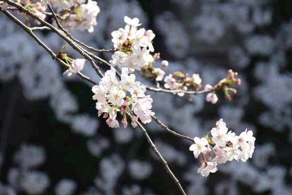櫻花的種植方法，5步即可完成櫻花的種植