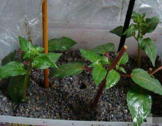 曇花扦插方法圖解，擇兩年生20-30厘米插蕙、扦插土壤深度1/3