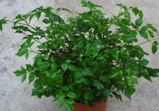 幸福樹水生根技巧，做好四點(diǎn)步驟即可水培爆盆