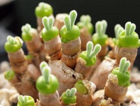 碧光環(huán)發(fā)芽后要澆水嗎，需要/只需要保持濕潤(rùn)環(huán)境即可