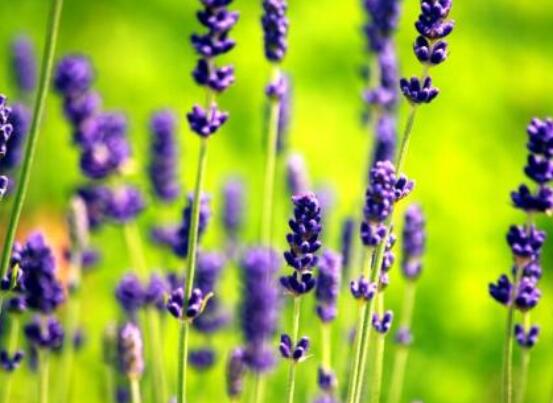 薰衣草有什么功效，舒緩修護(hù)、改善心肌、安撫神經(jīng)