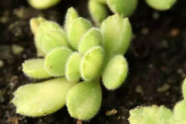 多肉植物熊童子怎么養(yǎng)，熊童子養(yǎng)殖經(jīng)驗分享