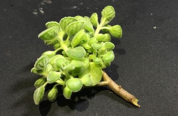 碰碰香花有毒嗎，不光沒毒并且還有很大的作用