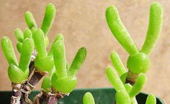 碧光環(huán)開花嗎，會(huì)開/從種植到開花需要5-7年(時(shí)間漫長)