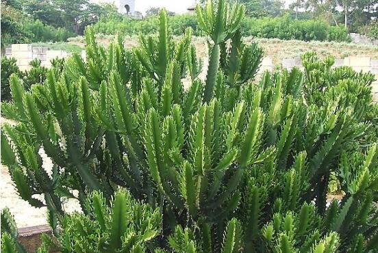 仙人掌的蟲害防治大全，三種蟲害以及解決辦法