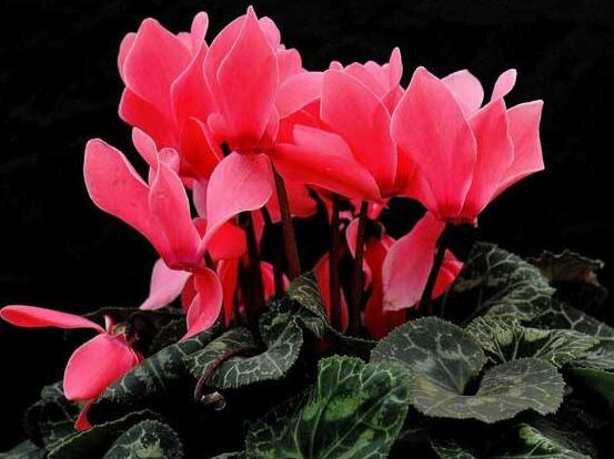 仙客來葉子蔫了怎么辦，主要由最直觀三種原因?qū)е? src="/nongchan/d/file/20201223/2o40eqpqemc.jpg" style="width: 552px; height: 430px" / data-KMuJ="WwlgNm"></strong></p>
<p data-rbWA="eK0SbP">
	光照對于植株生長重要性不言而喻，若是在養(yǎng)殖仙客來過程中，長期置于陰暗環(huán)境下，則沒有陽光的照射，長期下來就會導(dǎo)致葉子發(fā)焉。若是長期處在光照比較強的環(huán)境中，則就會直接灼傷葉片，導(dǎo)致出現(xiàn)葉子發(fā)焉現(xiàn)象。</p>
<p data-mTVA="YDSY9O">
	<img alt=