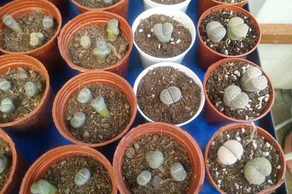 生石花繁殖方法，主要通過(guò)播種和分株兩種方法進(jìn)行