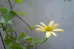 常春藤會(huì)開花嗎，常春藤什么時(shí)候開花