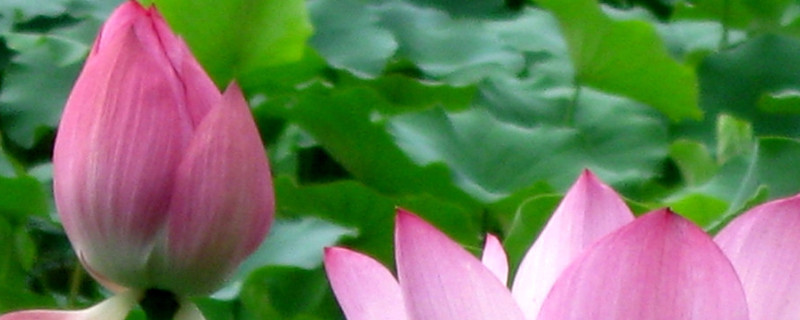 荷花冬天放室內(nèi)會(huì)開么