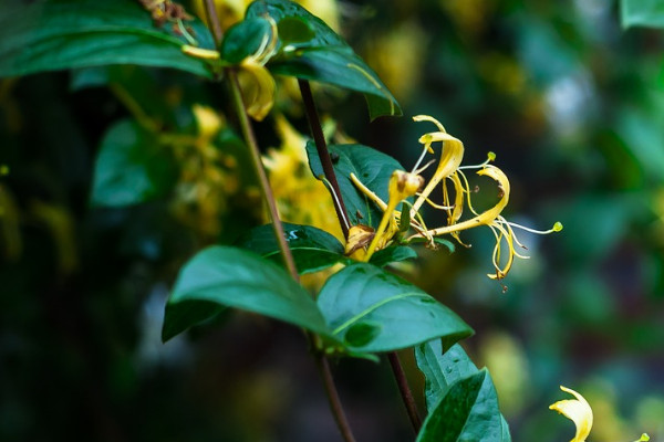金銀花怎么修剪開(kāi)花多