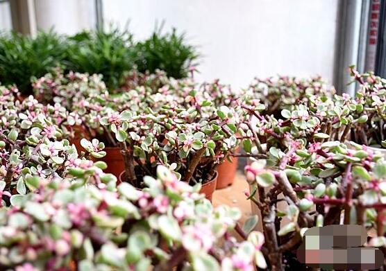 雅樂之舞如何變粉，五個小妙招教你變得粉紅