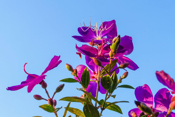 巴西野牡丹的養(yǎng)殖方法和注意事項(xiàng)