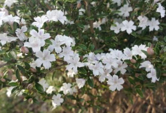 六月雪哪個(gè)品種最貴，屬金邊六月雪當(dāng)之無(wú)愧