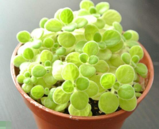 碰碰香為什么一碰就香，其原理主要為葉枕澎壓作用