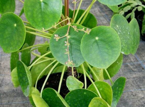 銅錢草和鏡面草的區(qū)別，外觀/生長環(huán)境/價(jià)值三種區(qū)別方法