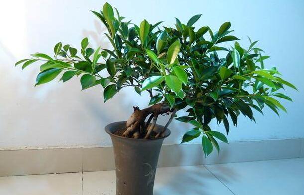 平安樹葉子發(fā)黑的原因，病蟲害等三種原因造成