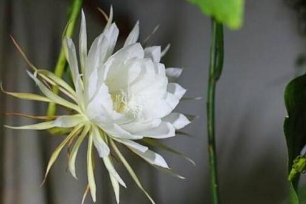 曇花花苞為什么會掉