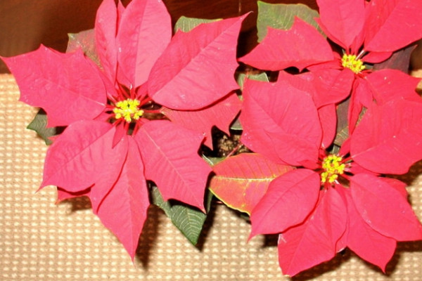 一品紅花什么季節(jié)開(kāi)花