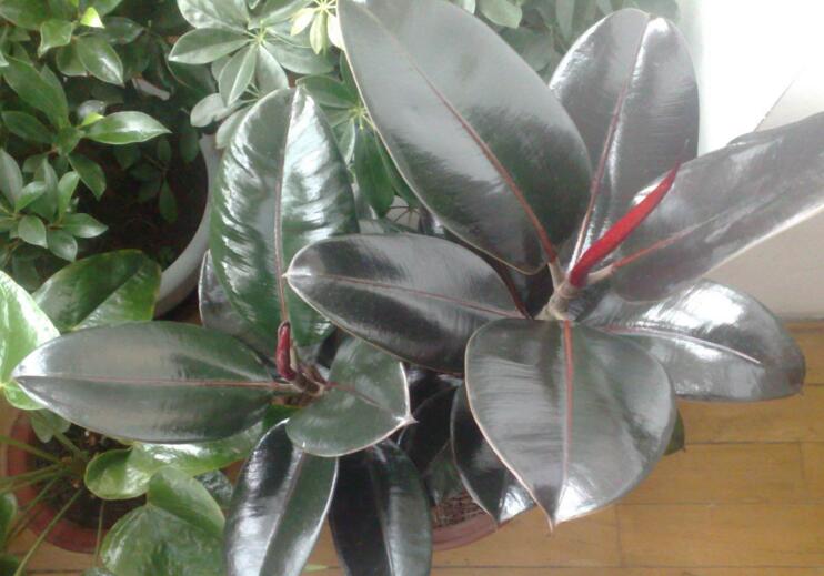 黑金剛和橡皮樹的區(qū)別，其實就就是橡皮樹的一種