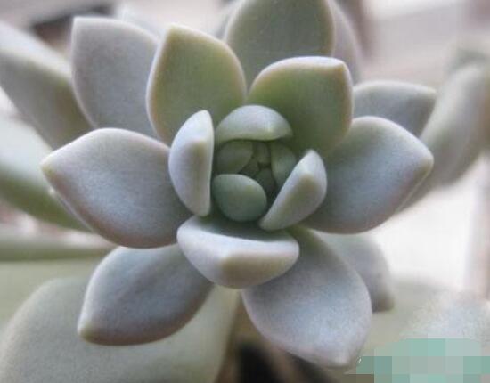 寶石花怎么繁殖，老農(nóng)總結(jié)四種繁殖方法(播種繁殖簡單易學(xué))