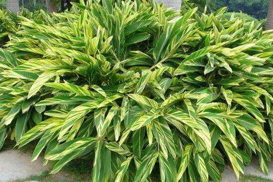 大葉萬年青有毒嗎，誤食會(huì)導(dǎo)致聲帶嘶啞、失明