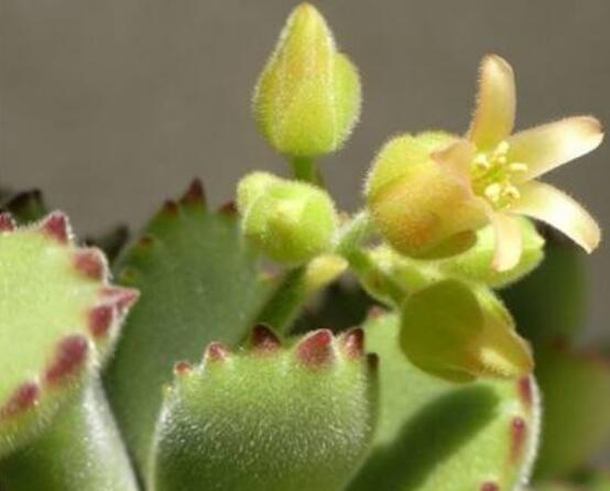 熊童子開花會(huì)死嗎，不會(huì)/適當(dāng)遮陰、及時(shí)降溫