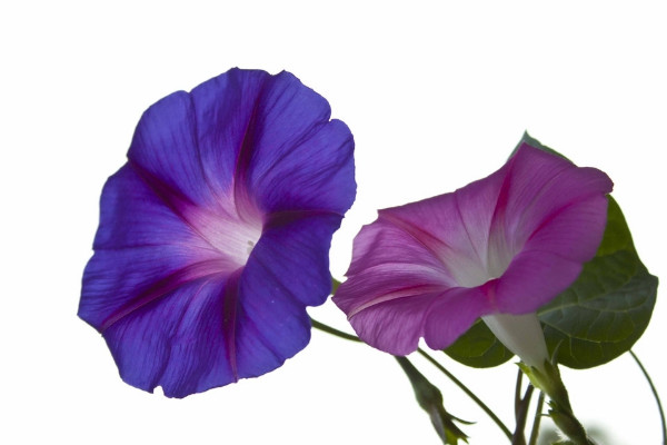 牽?；荛L(zhǎng)多高