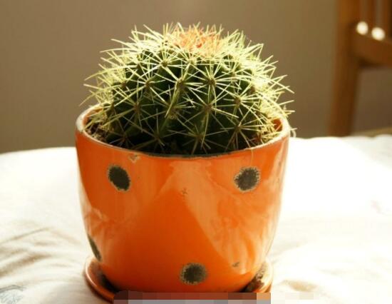 仙人球怎么施肥才正確，老農(nóng)總結(jié)一年四季施肥方法