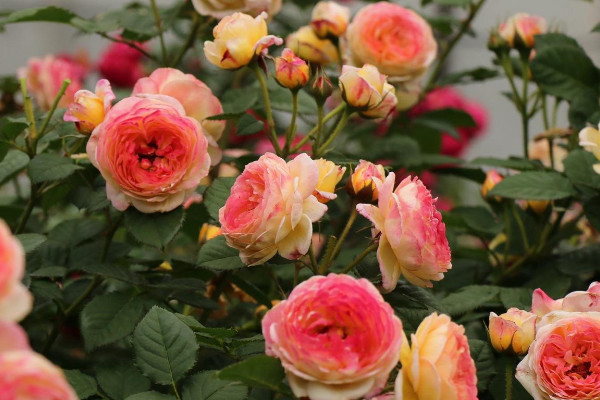 月季光長(zhǎng)葉子不開花怎么回事