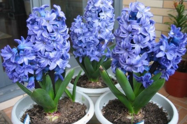 風(fēng)信子花的花語(yǔ)