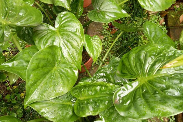 滴水觀音與尖尾芋的區(qū)別