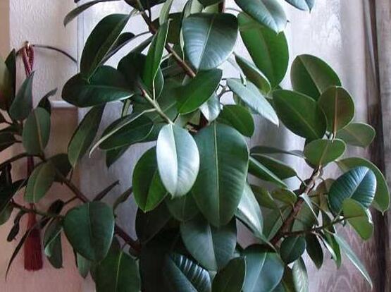 橡皮樹(shù)喜歡什么肥料，氮肥為主、磷鉀肥為輔