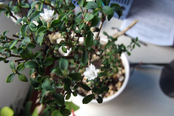 六月雪什么時候換盆，春季3月份很適合換盆