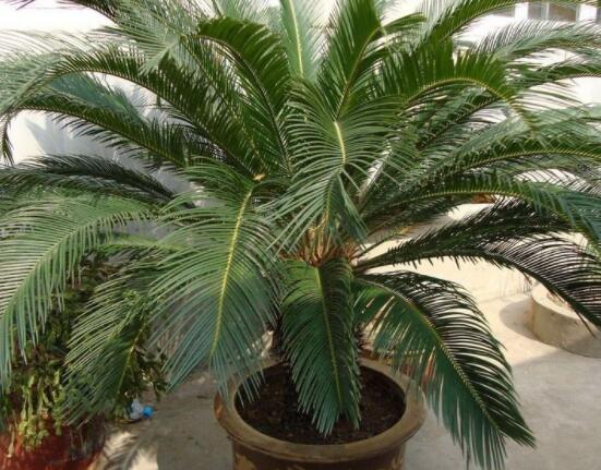 養(yǎng)鐵樹(shù)有什么忌諱，沖擊財(cái)運(yùn)與福運(yùn)/戀愛(ài)結(jié)婚難