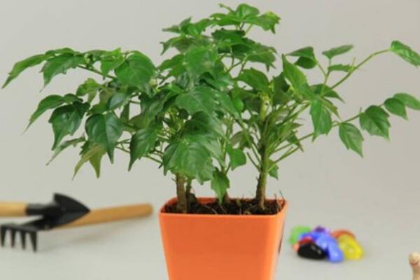 平安樹葉子發(fā)黃是怎么回事，五種原因以及解決方法