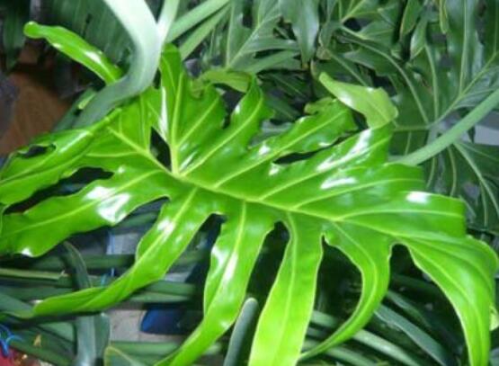 龜背竹水培方法和注意事項，教你超簡單三點步驟/勤換水