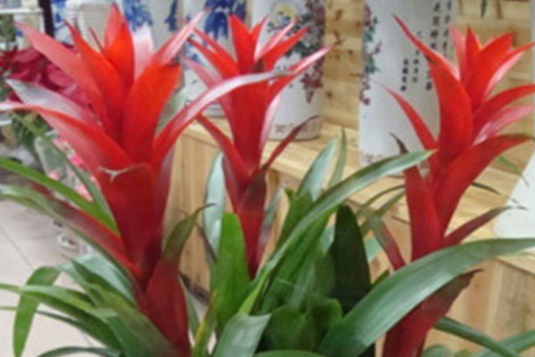 鴻運當頭側枝如何扦插