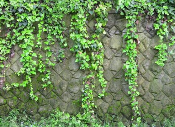 小葉常春藤的養(yǎng)殖方法，教你八個(gè)簡(jiǎn)單易學(xué)基本方法