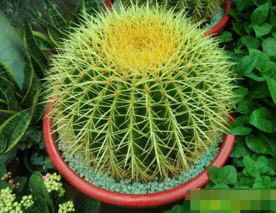 仙人球花語(yǔ)象征與寓意，堅(jiān)強(qiáng)、溫暖、柔弱、孤獨(dú)