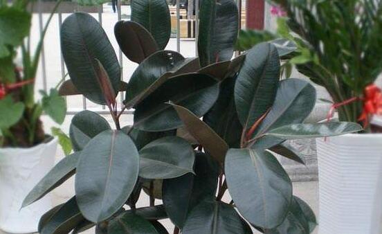 橡皮樹(shù)喜歡什么肥料，氮肥為主、磷鉀肥為輔