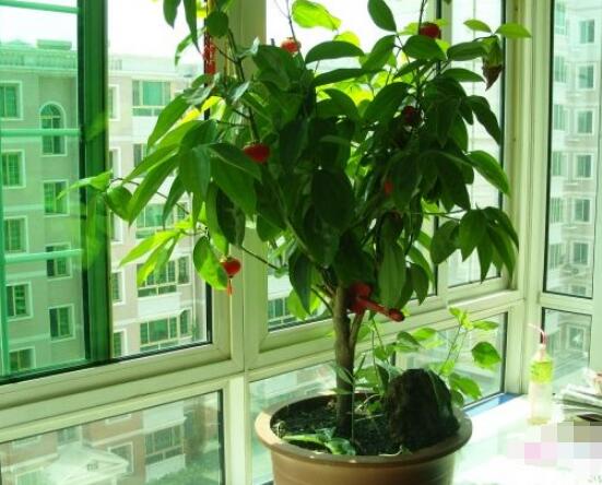 平安樹(shù)為什么不發(fā)新芽，三種原因以及解決方法