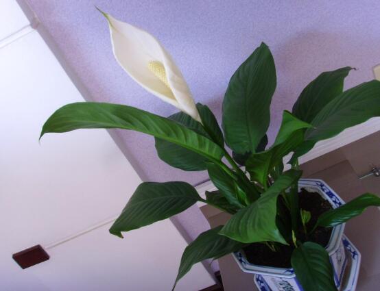 盆栽一帆風(fēng)順怎么養(yǎng)，教你八個方法便可爆盆