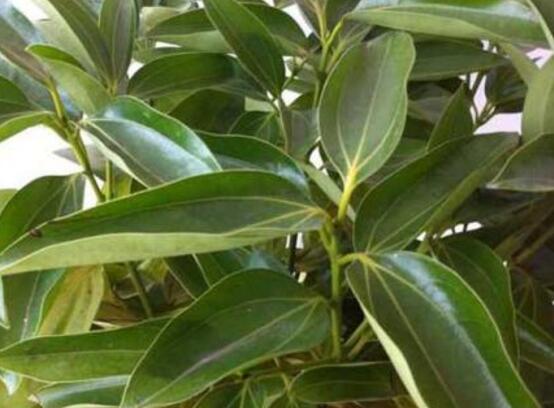 平安樹圖片大全，凈化空氣，矯正異味