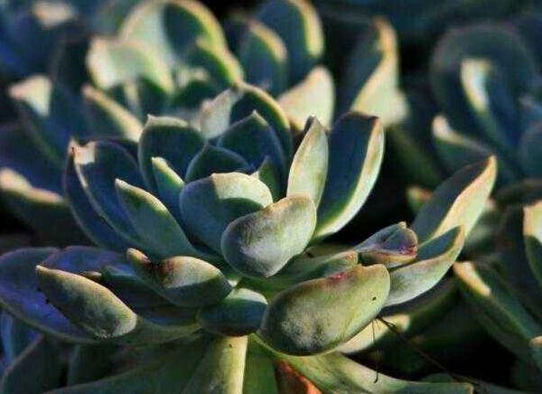 如何養(yǎng)寶石花，寶石花的四季養(yǎng)護(hù)方法介紹