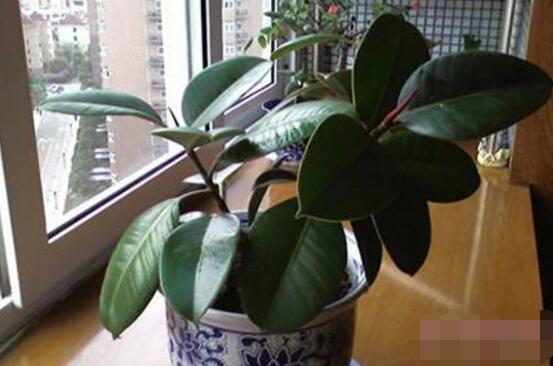 橡皮樹的好處，六大好處深受喜愛