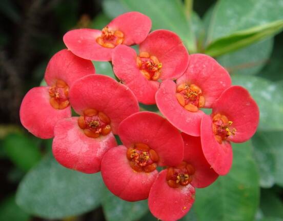 養(yǎng)虎刺梅不吉利嗎，導致全家霉運不斷、影響身體健康