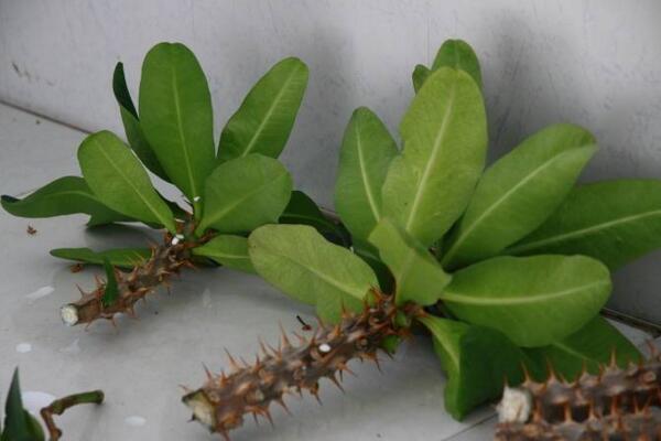 虎刺梅怎么繁殖，扦插繁殖才是最佳選擇