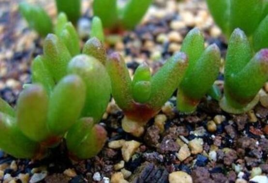 碧光環(huán)爛根怎么辦，兩種爛根防治方法/及時(shí)脫盆修剪消毒