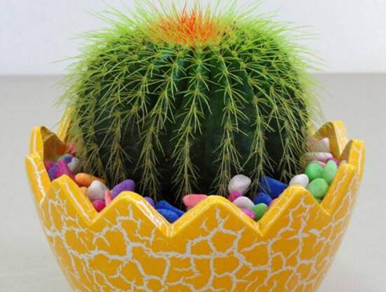 仙人球能治什么病，仙人球的作用與功效